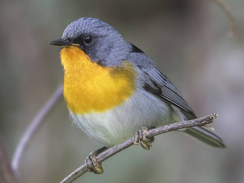 Parula gola di fiamma, Foto 3