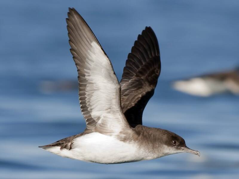 Fluttering Shearwater, 照片 3