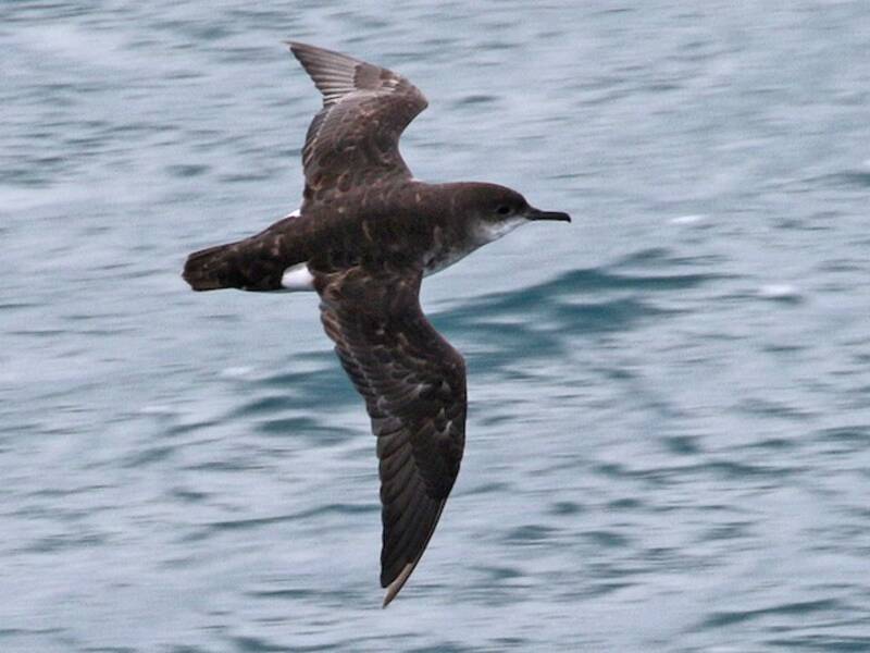 Fluttering Shearwater, 照片 2