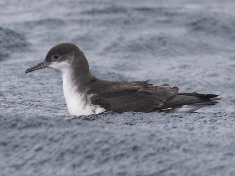 Fluttering Shearwater