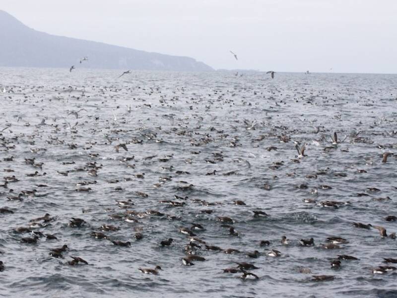 Fluttering Shearwater, 照片 4