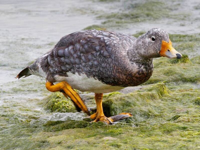 Flying Steamer-Duck, Photos 4