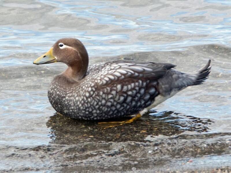 Flying Steamer-Duck, Photos 3