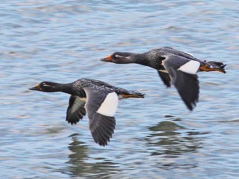 Flying Steamer-Duck