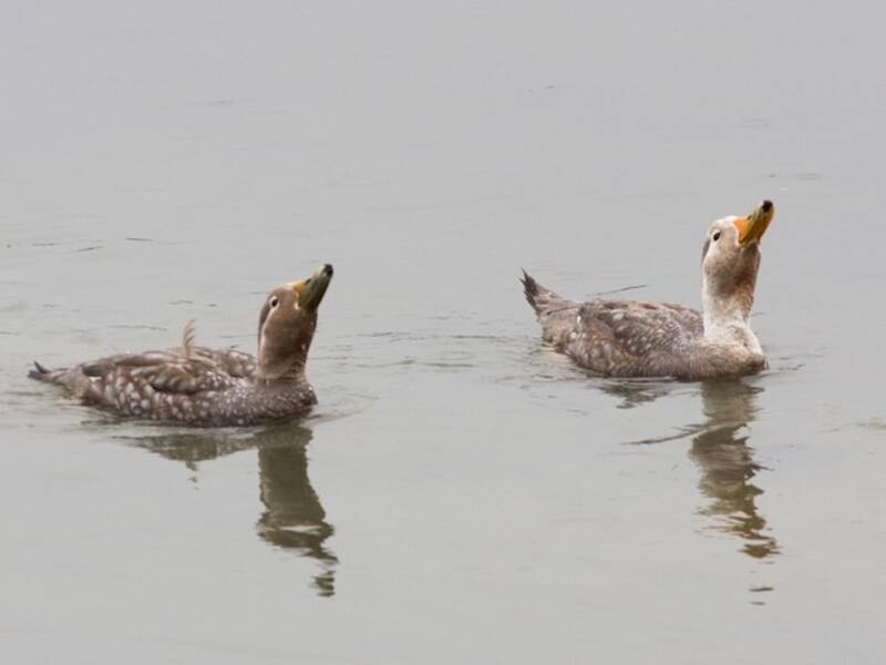 Flying Steamer-Duck, Photos 2