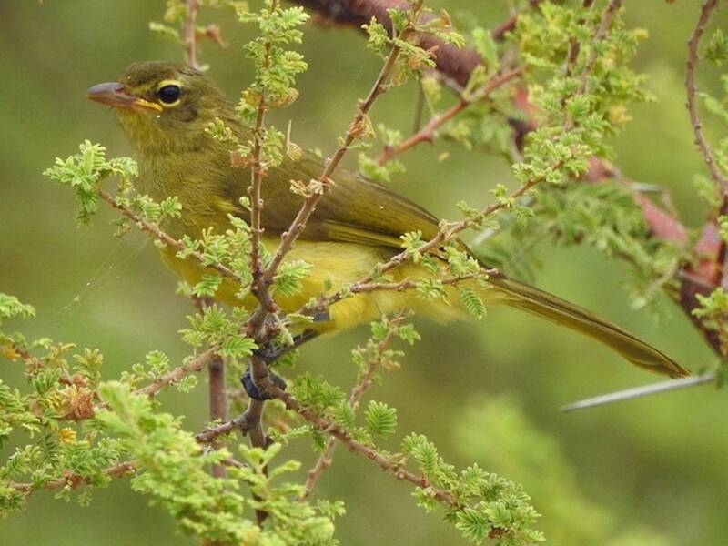 Averla di boscaglia a quattro colori, Foto 2