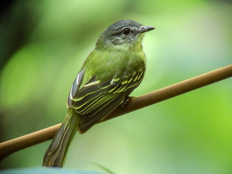 Elenia pedemontana