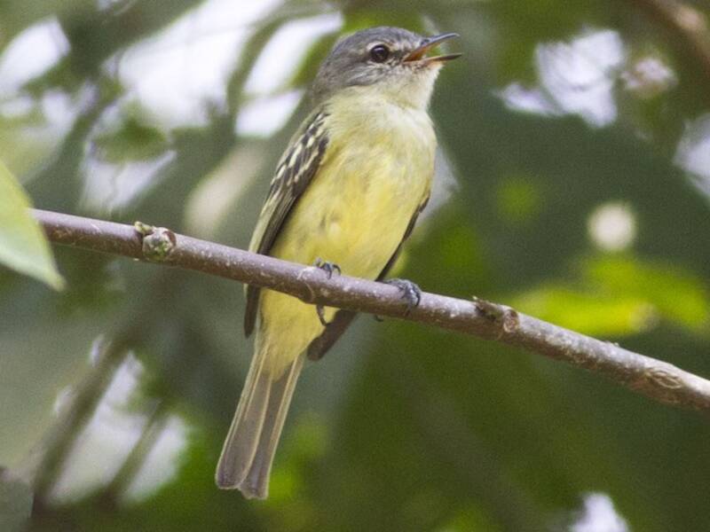 Foothill Elaenia, Photos 3