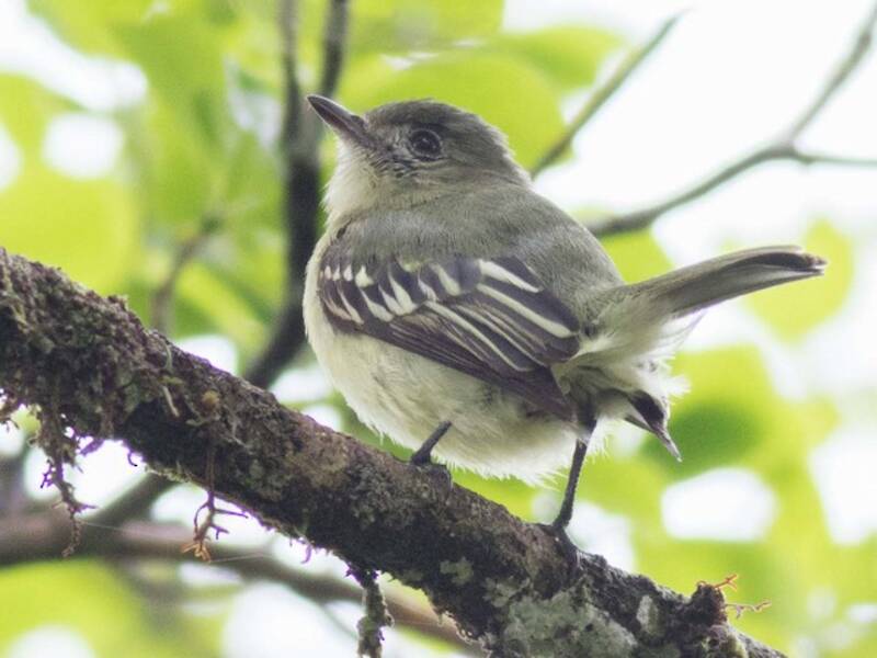 Foothill Elaenia, Photos 2