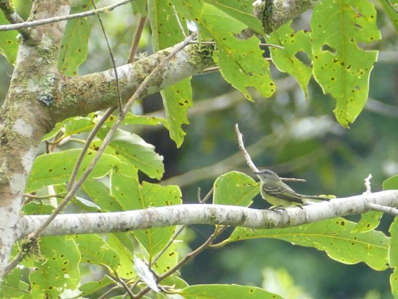 Foothill Elaenia, Photos 4