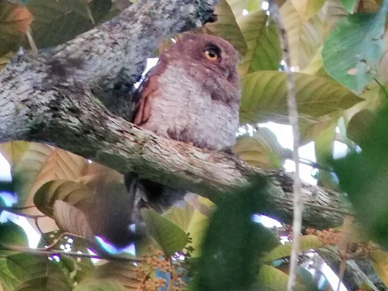 Autillo de las Estribaciones, Fotos 2