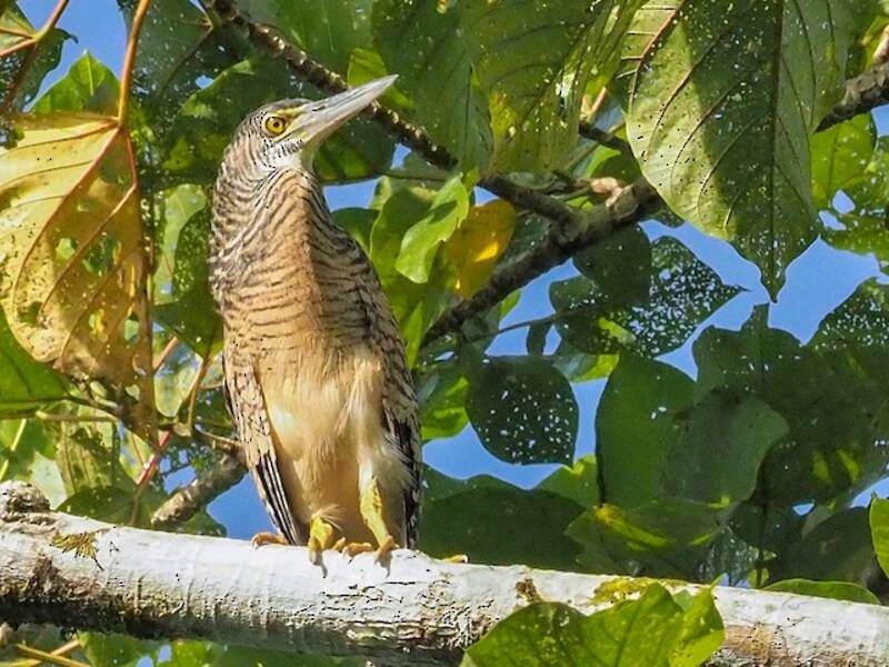 Forest Bittern
