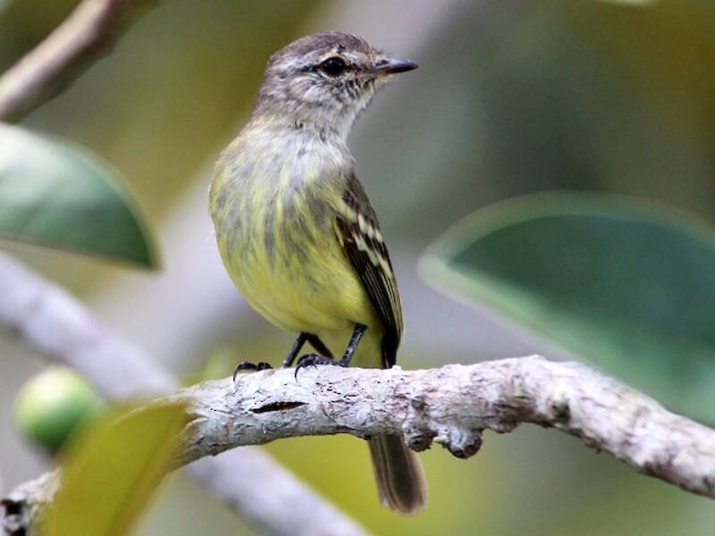 Forest Elaenia