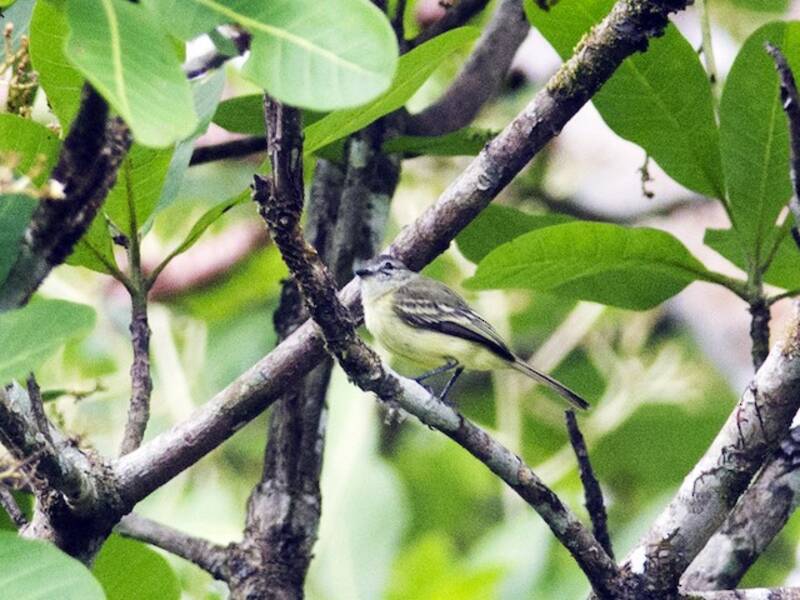 Elaenia delle foreste, Foto 4