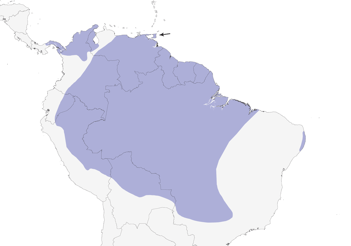Elaenia delle foreste, Distribuzione 1