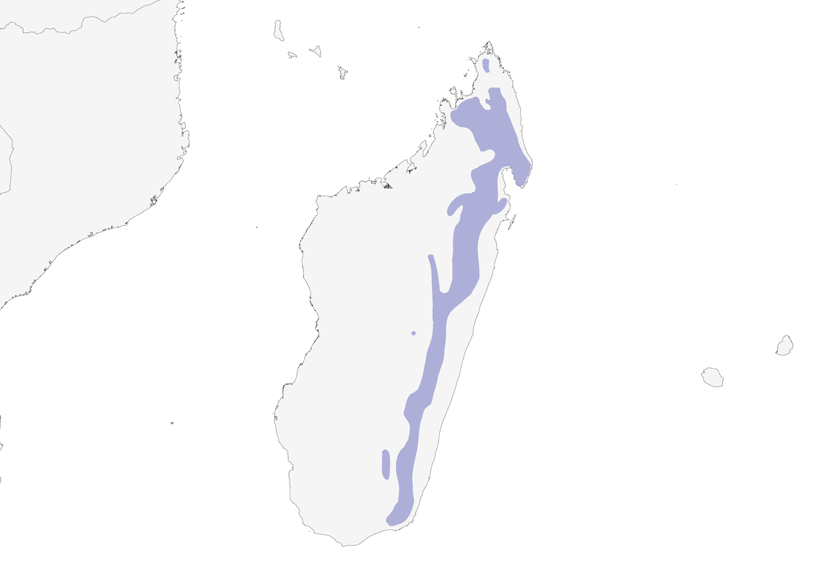Forest Fody, Distribution 1