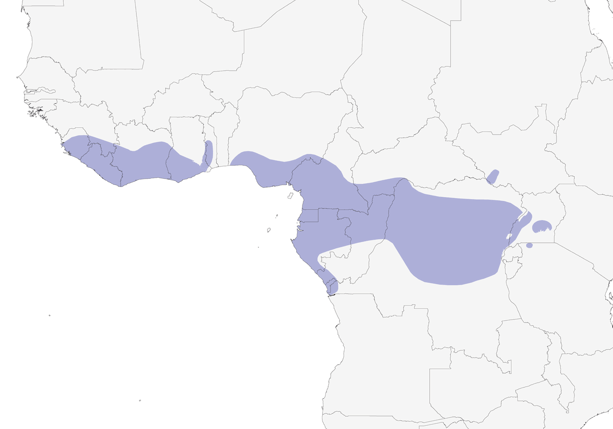 Francolino di Latham, Distribuzione 1
