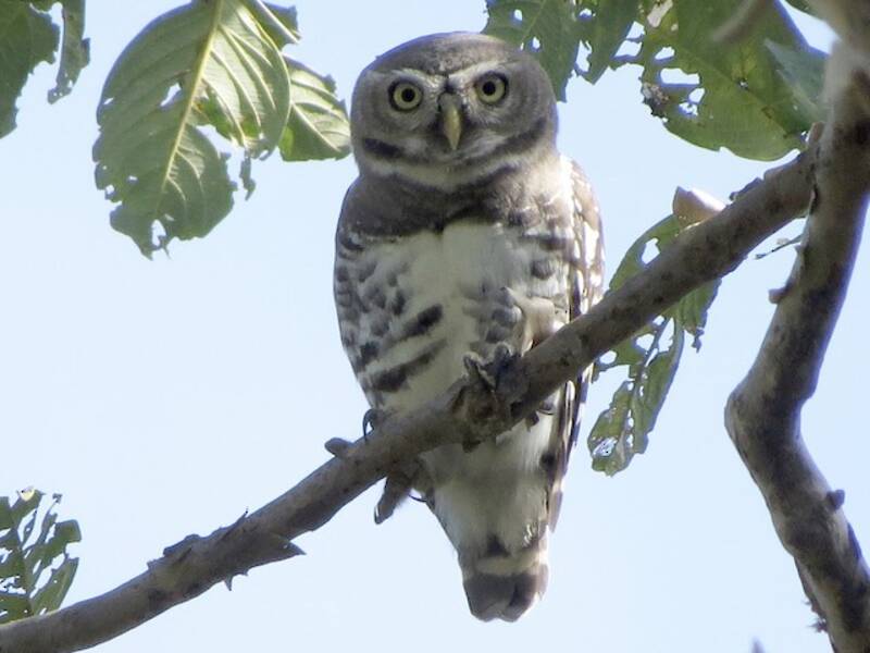 Forest Owlet, Photos 4