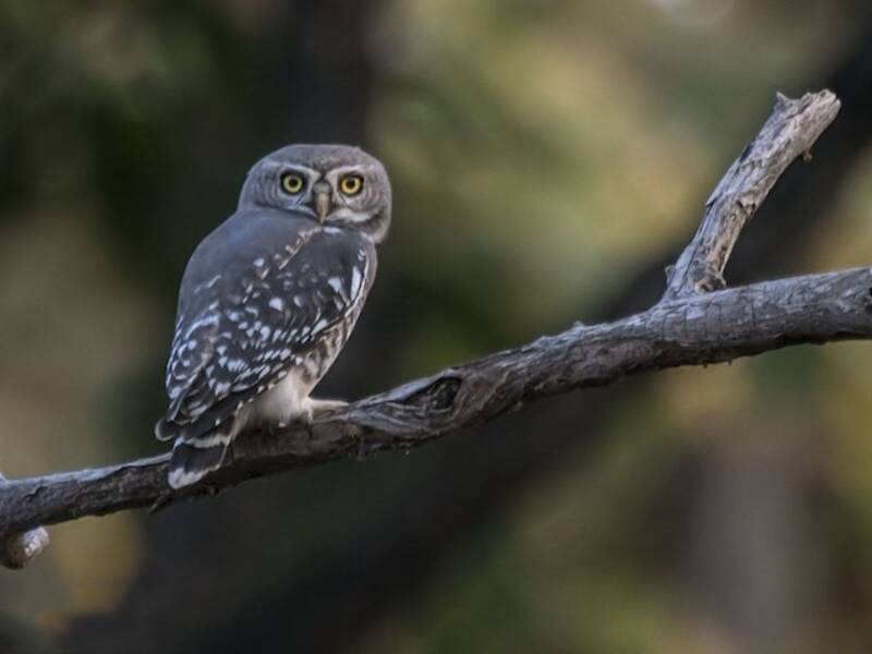 Forest Owlet, Photos 2