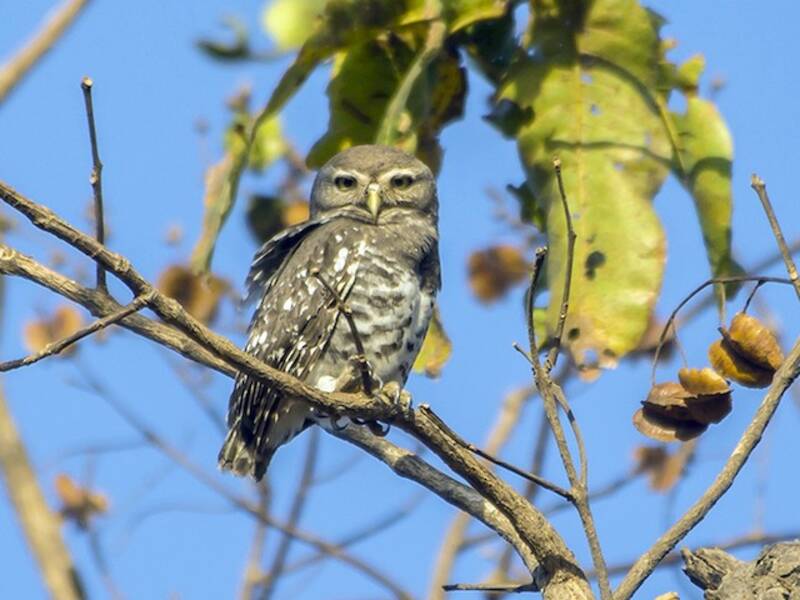 Forest Owlet, Photos 3