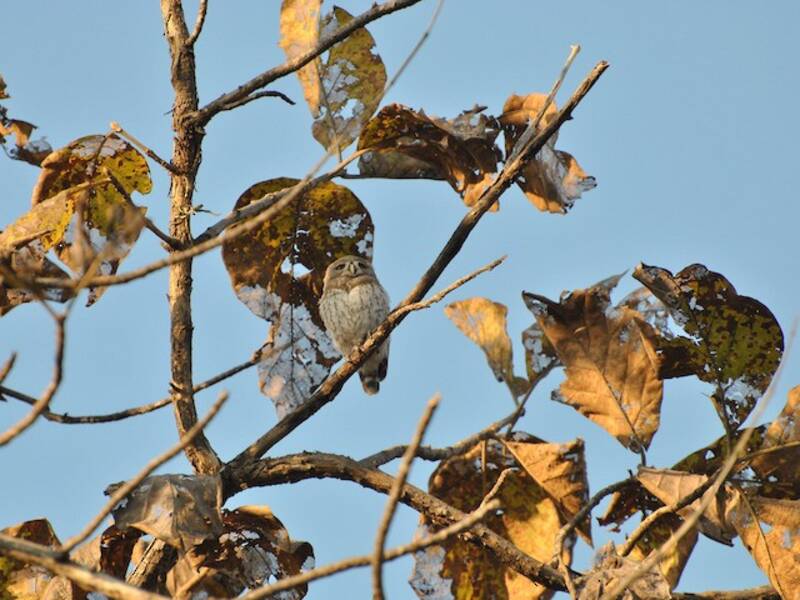 Forest Owlet