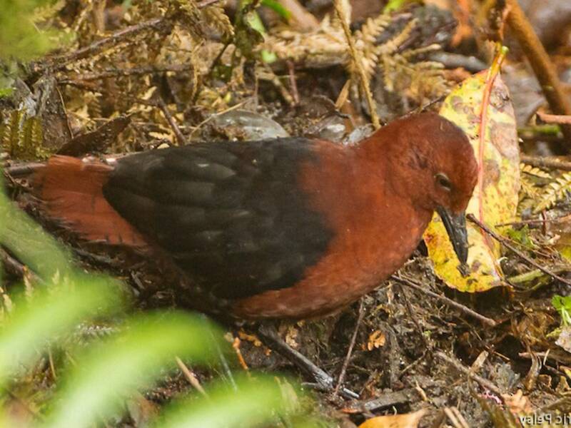 Rallo di foresta di Forbes, Foto 2