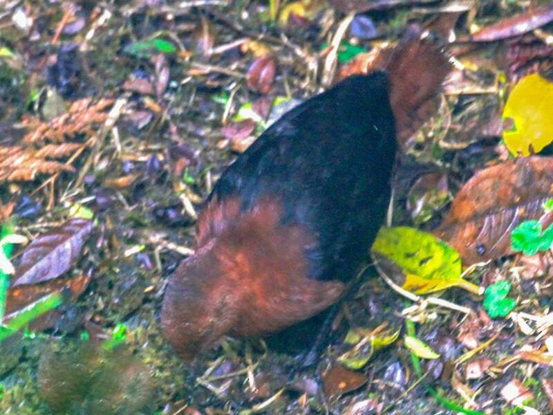 Forbes's Forest Rail