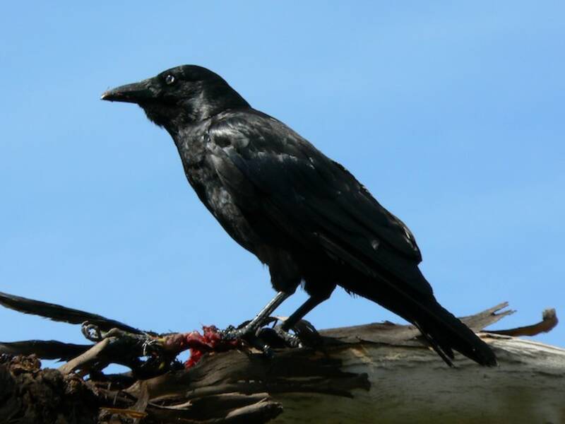 Forest Raven, Photos 3