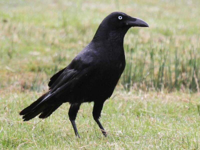 Forest Raven (Corvus tasmanicus)