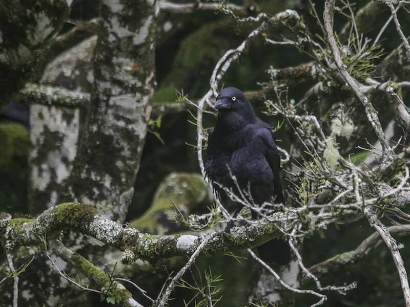 Forest Raven, Photos 4