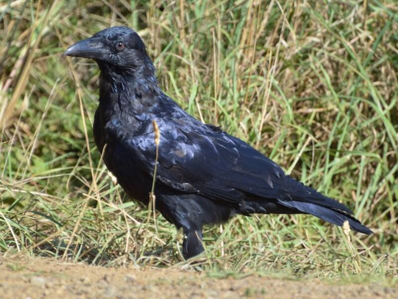 Forest Raven, Photos 2