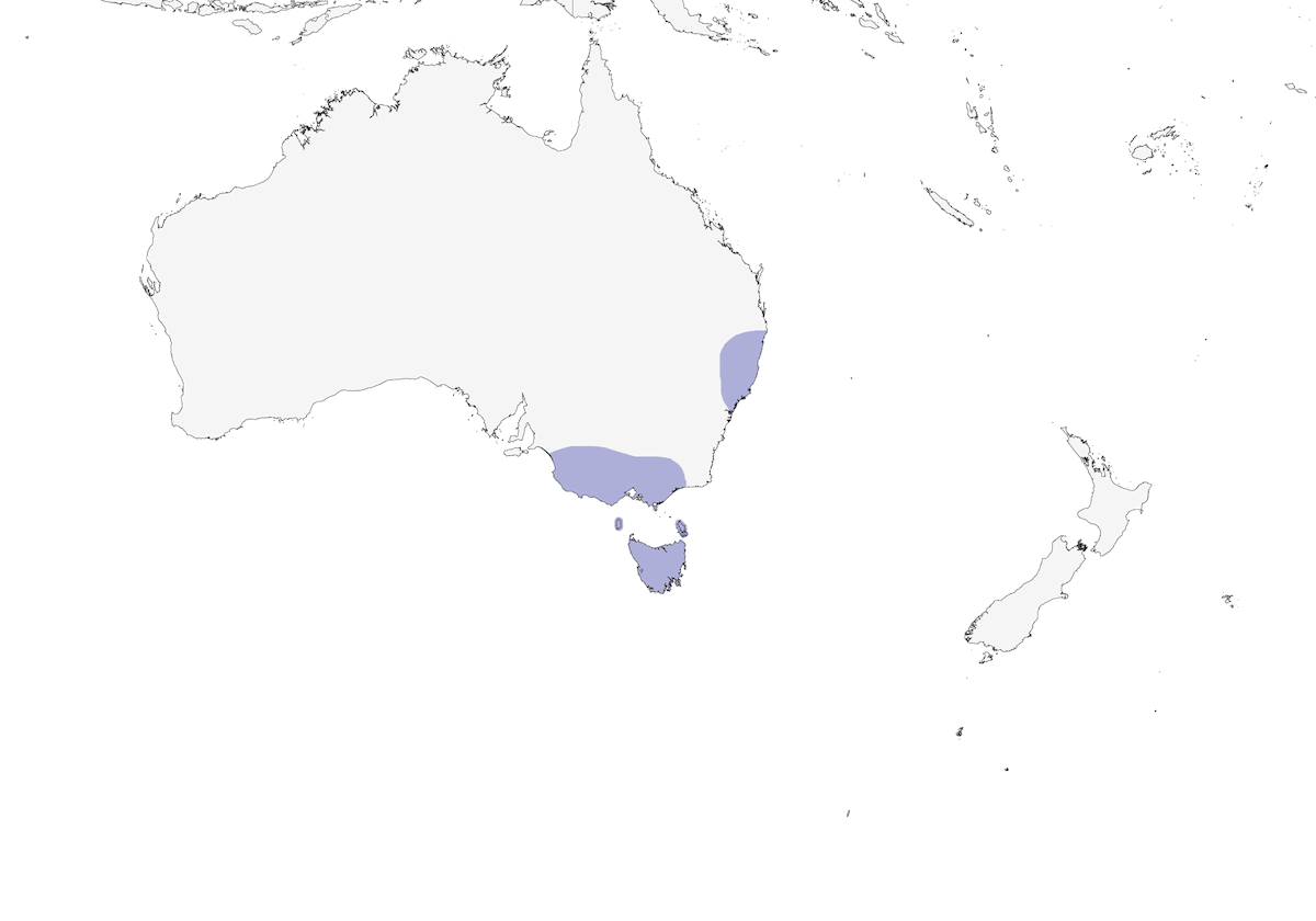 Forest Raven, Distribution 1