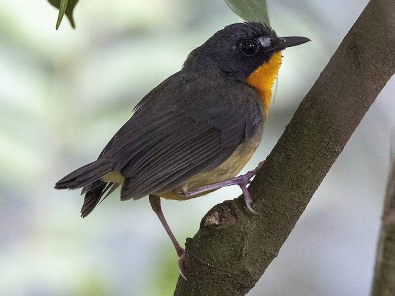 Pettirosso di foresta dal petto giallo, Stiphrornis mabirae