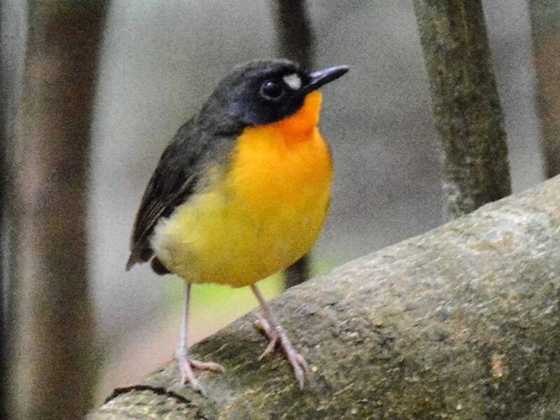 Pettirosso di foresta dal petto giallo, Foto 3