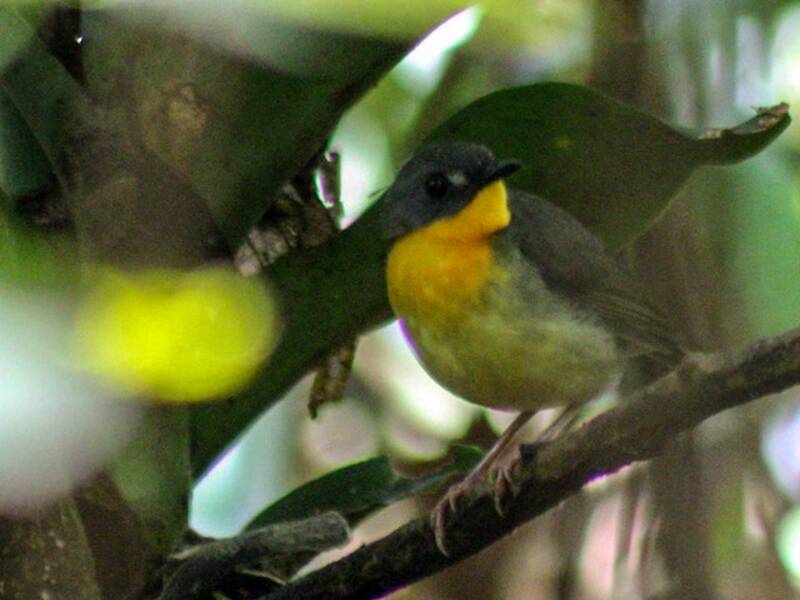 Pettirosso di foresta dal petto giallo, Foto 2
