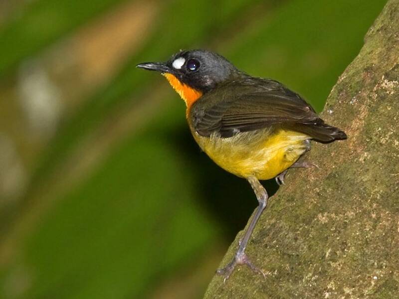 Pettirosso di foresta dal petto giallo, Foto 4