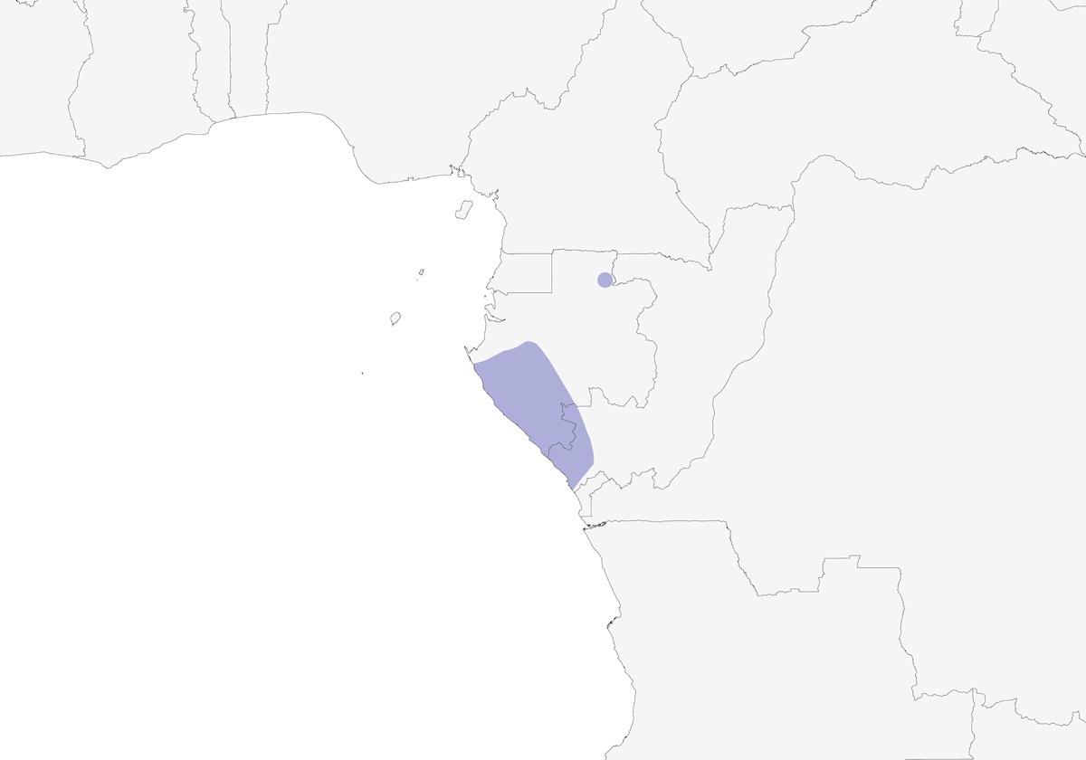 Petirrojo forestal oliváceo, Distribución 1