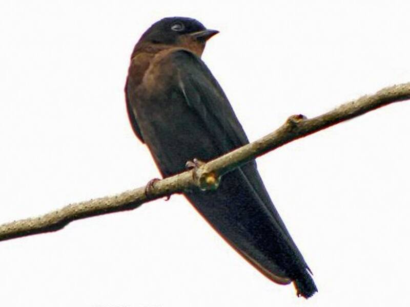 Forest Swallow, 照片 3