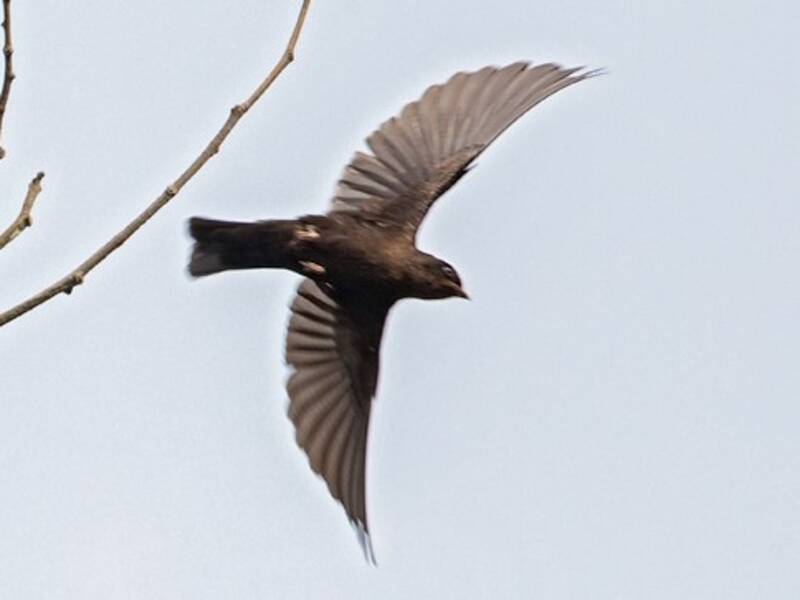 Forest Swallow