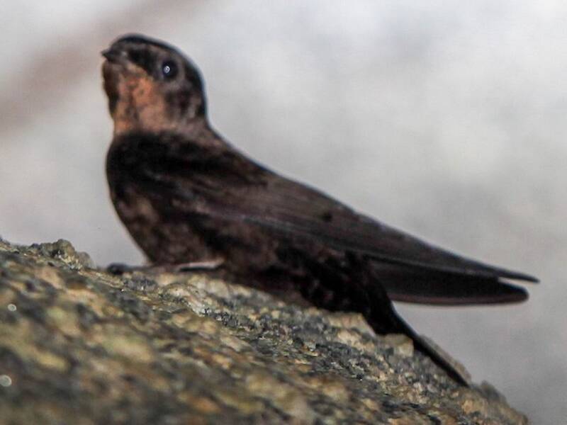 Forest Swallow, 照片 2