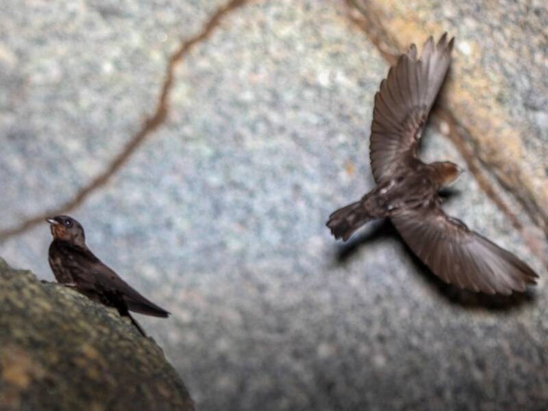 Forest Swallow, 照片 4