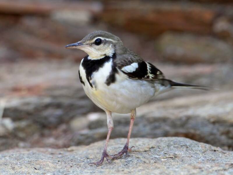 Forest Wagtail