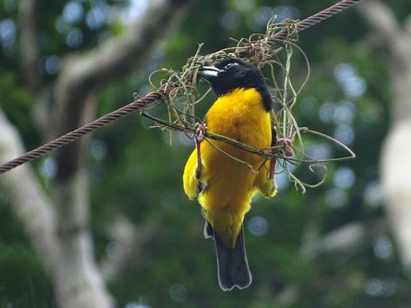 Dark-backed Weaver, 照片 3