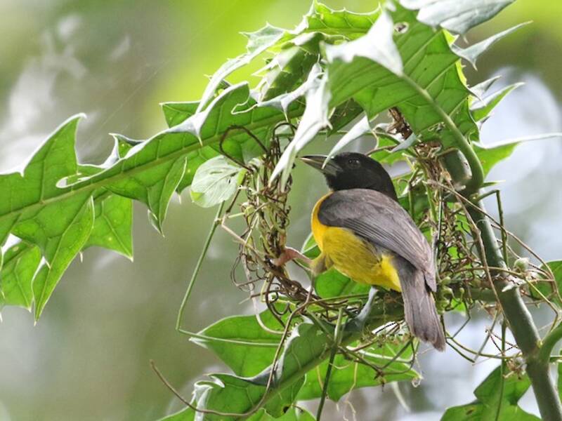 Dark-backed Weaver