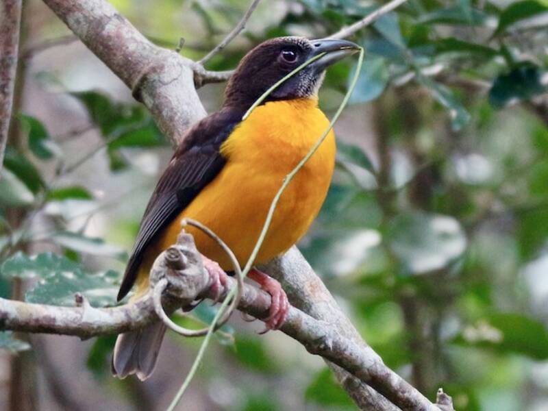 Dark-backed Weaver, 照片 2