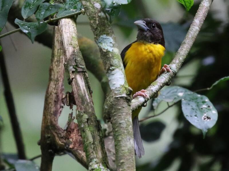 Dark-backed Weaver, 照片 4