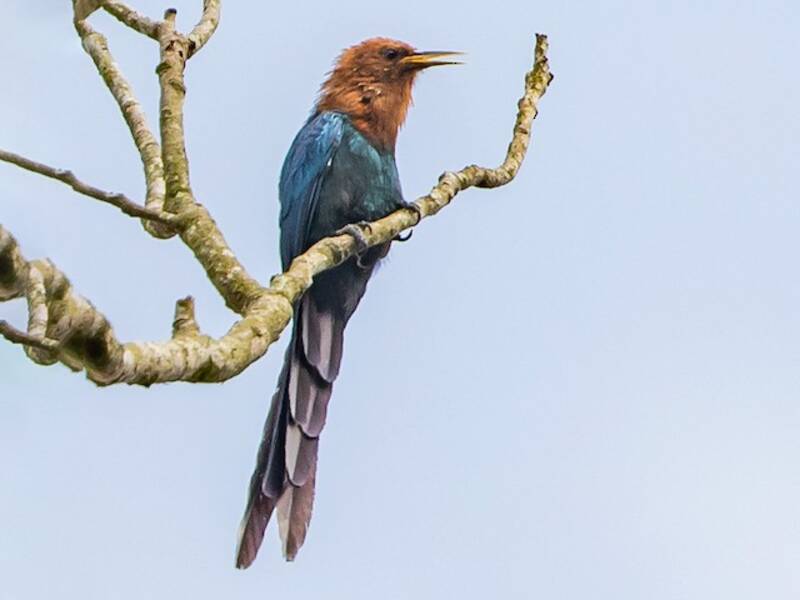 Becco a falce della foresta