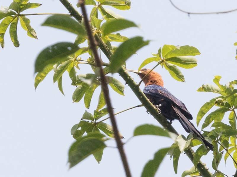 Forest Scimitarbill, 照片 2