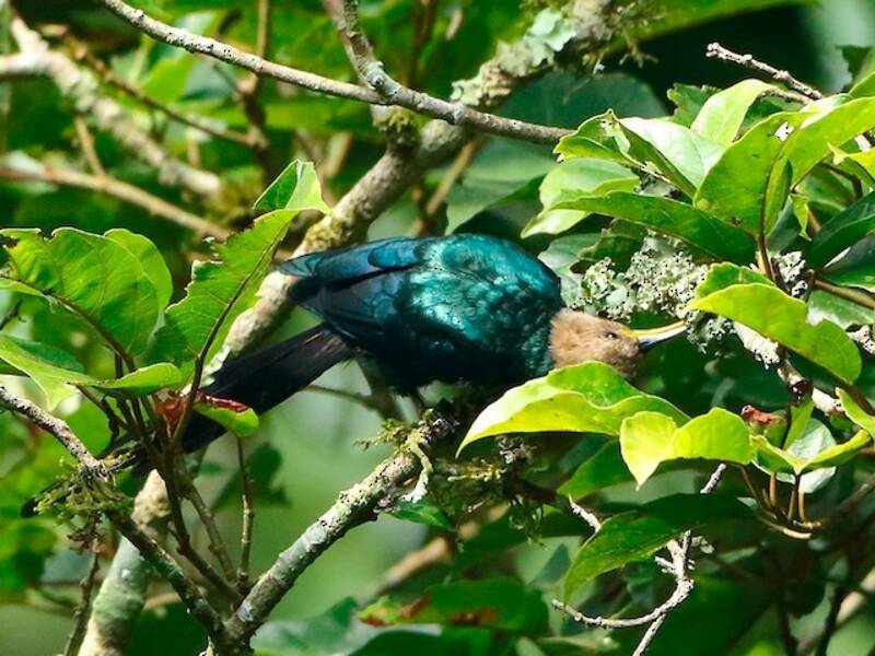 Forest Scimitarbill, 照片 3