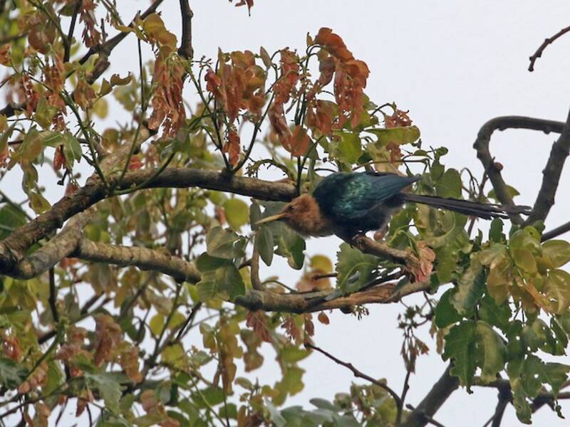 Forest Scimitarbill, 照片 4